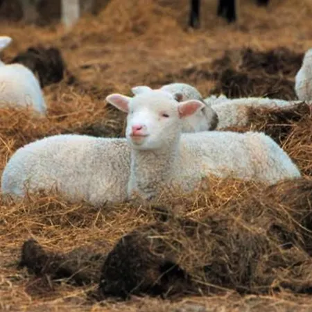 Landliebe Pur Im Glockenzelt *
